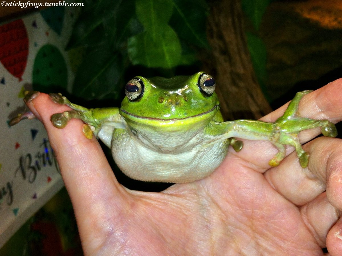 stickyfrogs's tweet image. Beautiful Gorgeous Vivacious Voigt has passed away peacefully today, 1 week before her 13th birthday. Voigt had recently been diagnosed with advanced liver cancer but was still able to enjoy her favourite Fingers, Smiling, & Naughtiness with her Stickyfrogs family. RIP Voigt 🐸