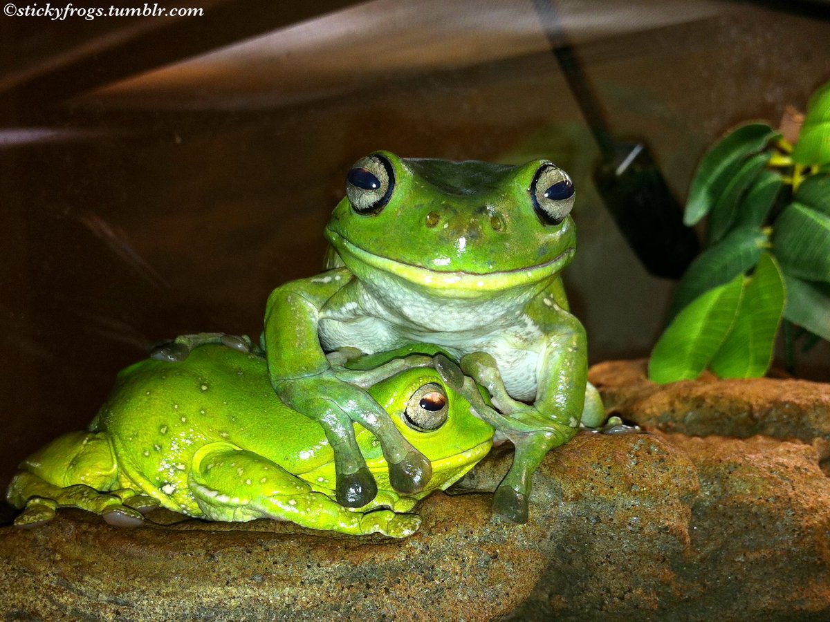 stickyfrogs's tweet image. Beautiful Gorgeous Vivacious Voigt has passed away peacefully today, 1 week before her 13th birthday. Voigt had recently been diagnosed with advanced liver cancer but was still able to enjoy her favourite Fingers, Smiling, & Naughtiness with her Stickyfrogs family. RIP Voigt 🐸