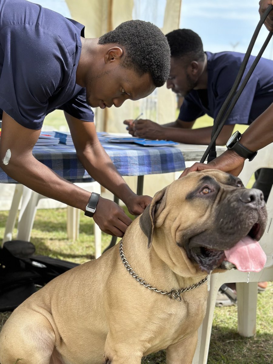 Did you know that your dog needs a rabies vaccination once every year?
Book now: +256 780 301 745