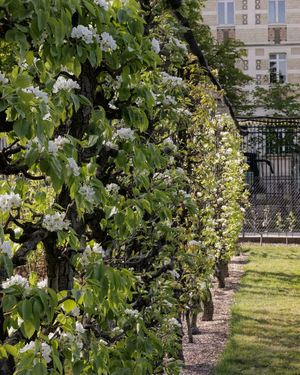 Jardin du Luxembourg tweet media