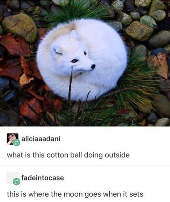 WholesomeMemes (@wholesomememe) on Twitter photo 