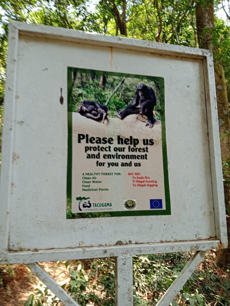 JeptooViola's tweet photo. Protect forests: a lifeline for chimps &amp; communities.@Tacugama @nature_org @WWANCKenya @mutebi @Summer_School1 
#ChimpsConservation 
#ForestConservation https://t.co/W02bcBErac