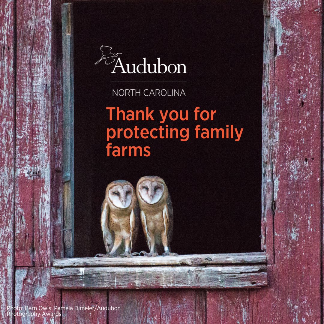 Audubon North Carolina (@audubonnc) on Twitter photo A bill that would protect family farms and open access to much-needed conservation programs was just filed in the NC House. Thank you to <a href="/KyleHallNC/">Rep. Kyle Hall</a>, <a href="/LeaderReives/">Leader Reives</a>, <a href="/mikefor35/">Rep. Mike Schietzelt</a>, and <a href="/BrianTurnerNC/">Brian Turner</a> for sponsoring HB 976! #ncga A bill that would protect family farms and open access to much-needed conservation programs was just filed in the NC House. Thank you to <a href="/KyleHallNC/">Rep. Kyle Hall</a>, <a href="/LeaderReives/">Leader Reives</a>, <a href="/mikefor35/">Rep. Mike Schietzelt</a>, and <a href="/BrianTurnerNC/">Brian Turner</a> for sponsoring HB 976! #ncga