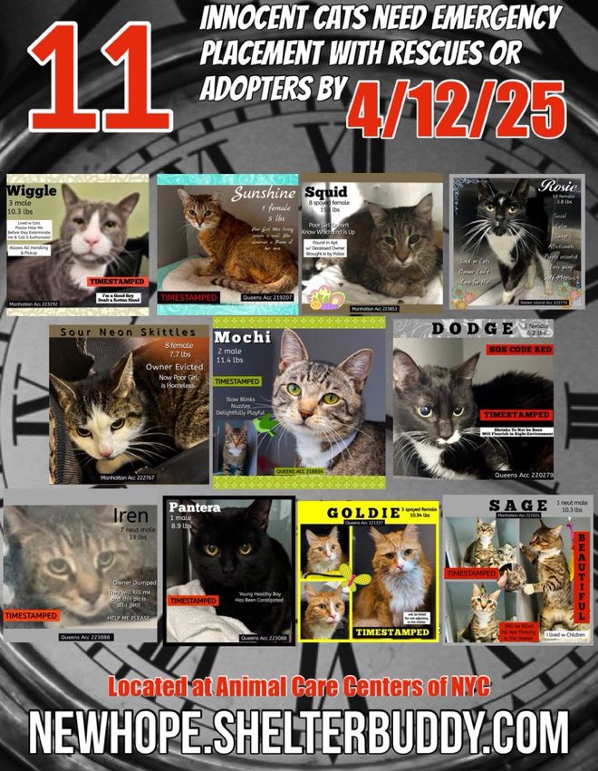 JLthekid9999's tweet image. 🆘🆘THE  11 POOR CATS BELOW ARE ALL AT RISK OF EU ON 4/12/25 🆘🆘

🚨🚨MOST URGENT ON LIST ARE MOCHI (7X ON EPL AND TOO LOW ON PLEDGES) STILL BEING IGNORED/OVERLOOKED IN SHELTER AND ON X AND ROSIE, SENIOR, MEDICAL KITTY- ADDED TO EPL YESTERDAY AND WE ARE ADVISED THAT IT IS HIGHLY…
