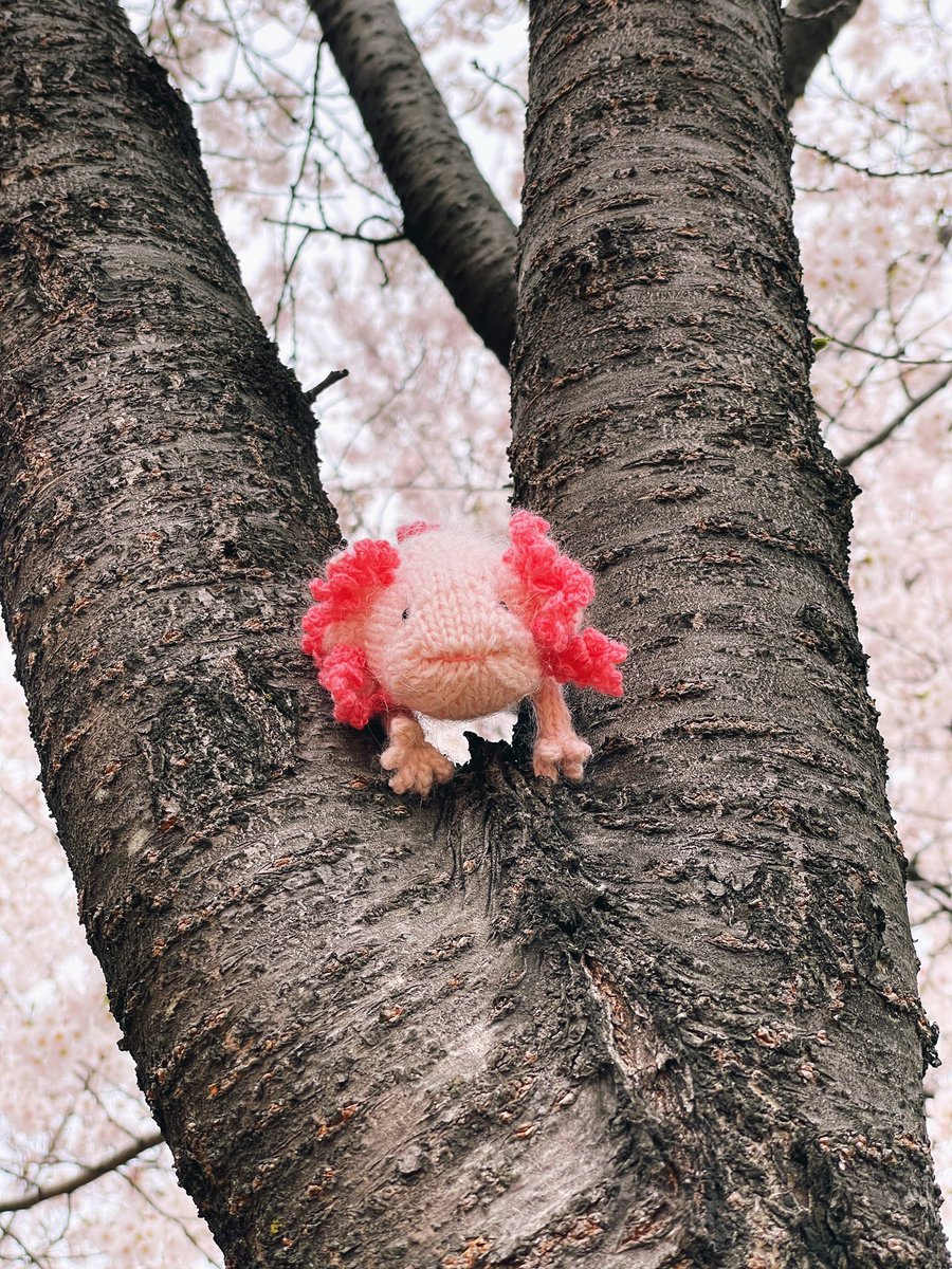 holloknit's tweet photo. [우파루파 RT이벤트] 
4/13 10시 발표, 5명 뽑아서 제 도안 중 아무거나 하나 보내드려요!

🌷Pattern release day 우파루파
우파루파는 변하지 않기로 선택한 생명이래요. 요즘 저도 그런 생각을 하고 있습니다. 멈춘게 아니라 ‘나’로 남는 중 이예요🫶

도안👉 https://t.co/HIAoxm9sEE https://t.co/PhSpE8XXpS