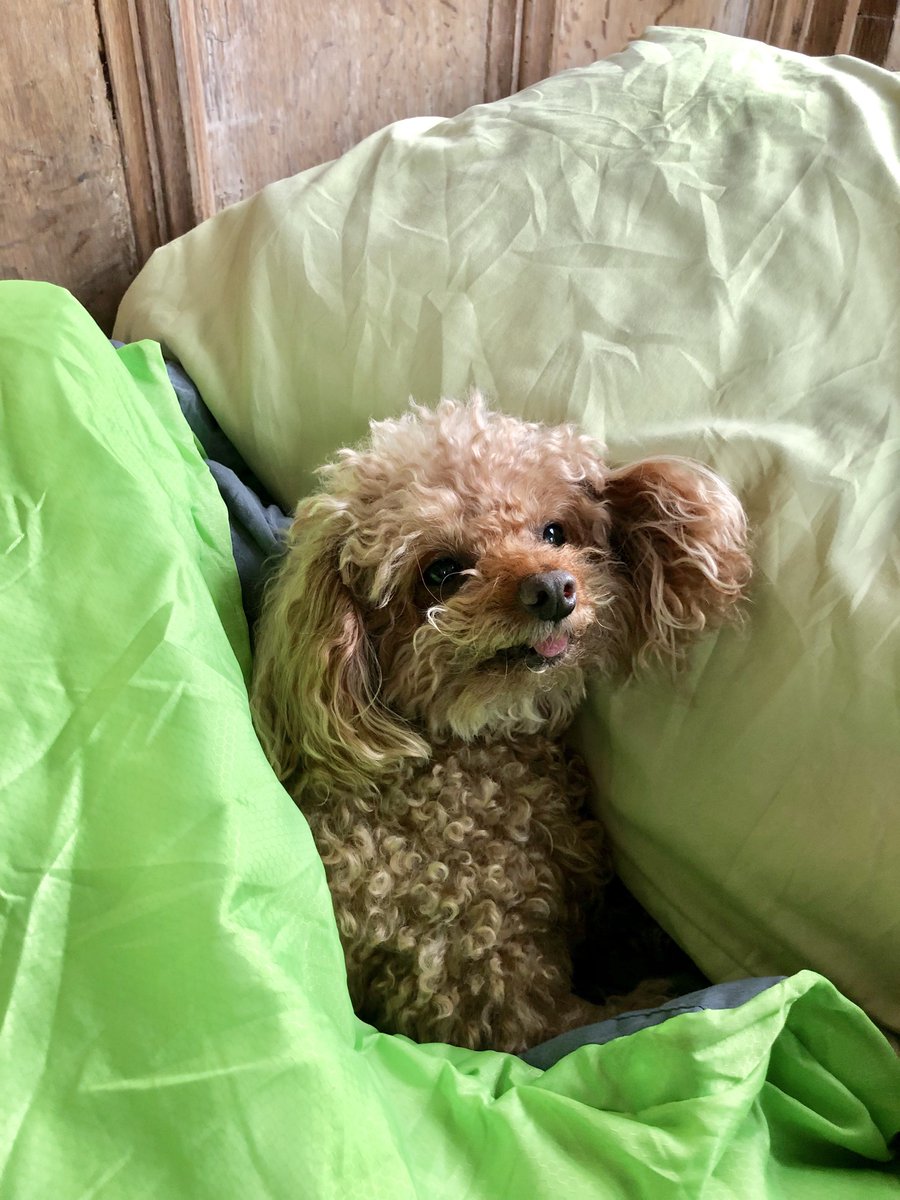 Champing tweet media