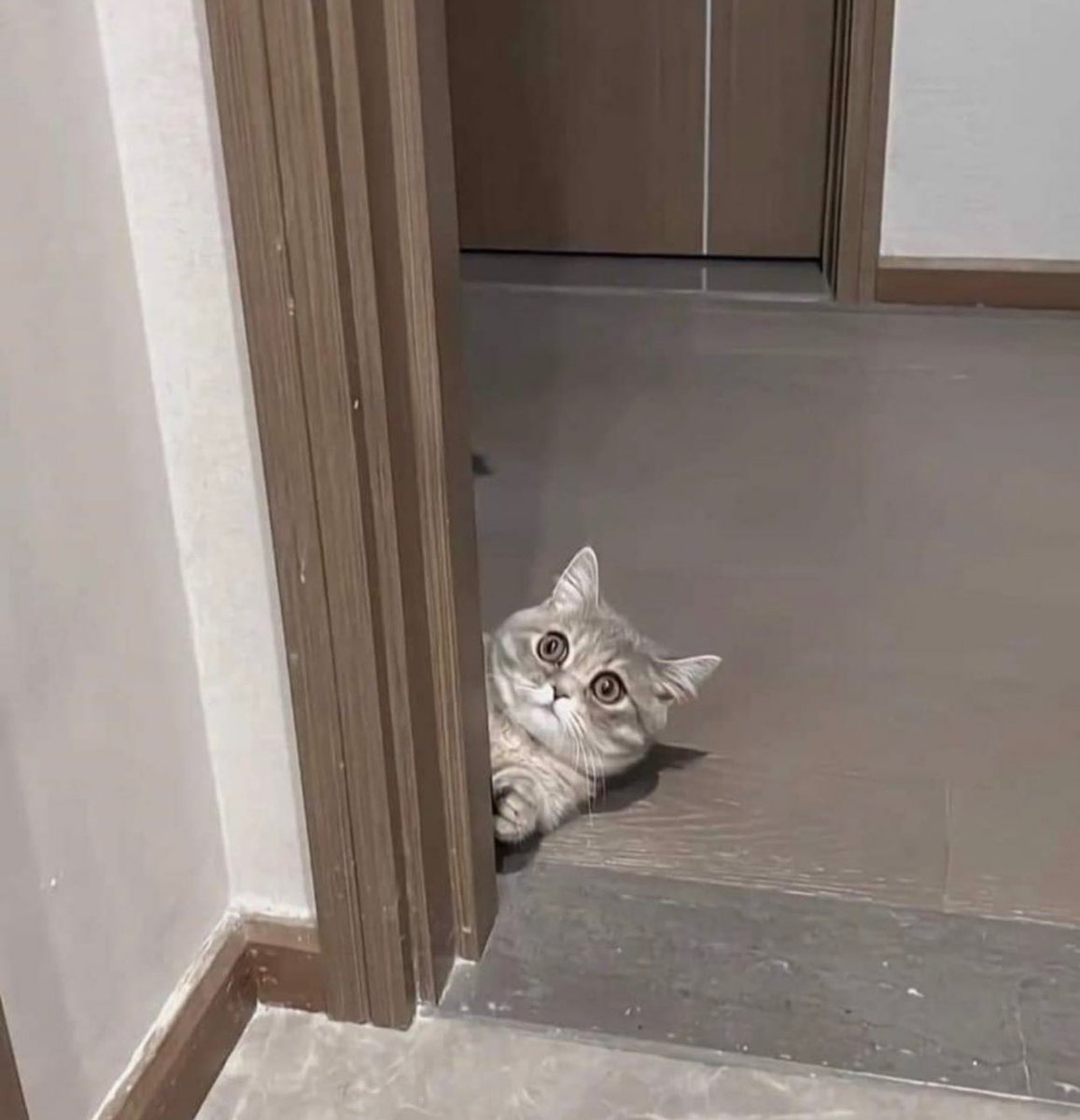 animalkyat's tweet photo. ひょっこり顔を出したら同じポーズになってしまった猫と子供 https://t.co/YxJkkhm02D