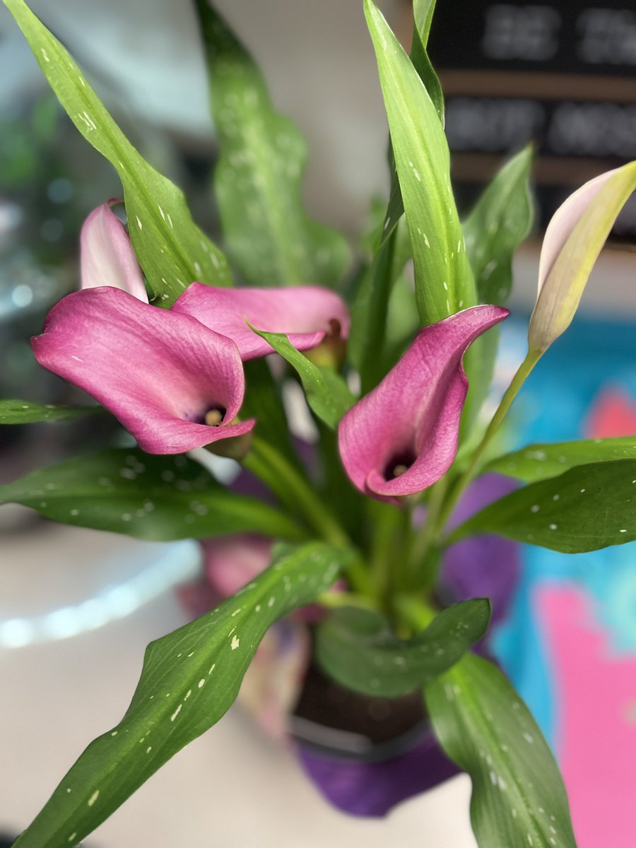 Mrs. Allen tweet media