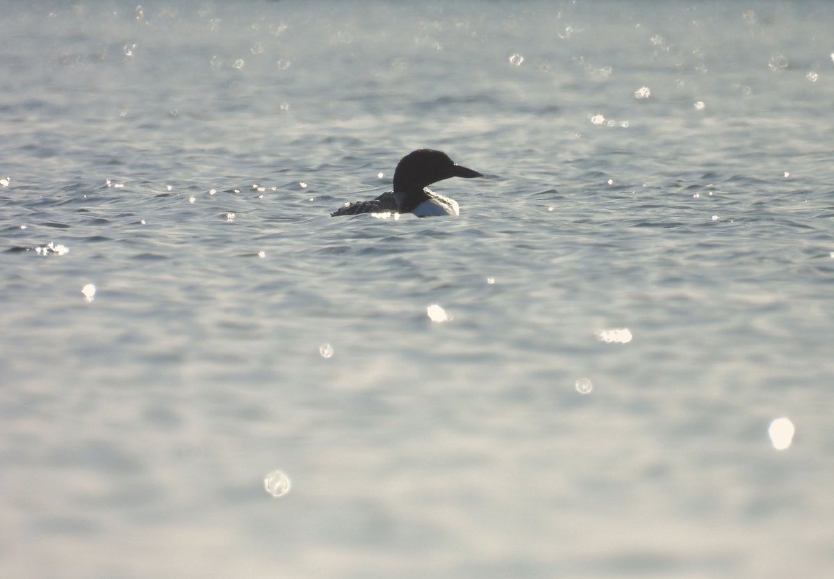 ComberNath's tweet image. Summer plumage Great Northern Diver showed nicely, fairly close in to Stones Island, at Carsington Water this morning, albeit in tricky lighting! @Derbyshirebirds