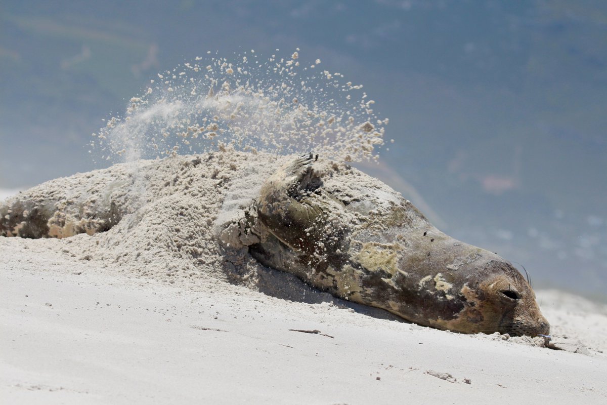 lovecapetown's tweet photo. Southern elephant seals have made an appearance on Cape Town’s beaches recently. Here's everything you need to know: https://t.co/IkZOjOtVCv https://t.co/W5oIRyiN2Y