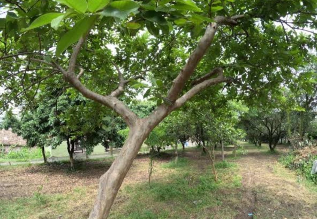 कुल्हाड़ी भूल जाती है, लेकिन पेड़ को याद रहता है कि उसे किसने काटा था
#सीकर_जेल_के_पेड_बचाओ
<a href="/SFIRajasthan/">SFI Rajasthan</a>