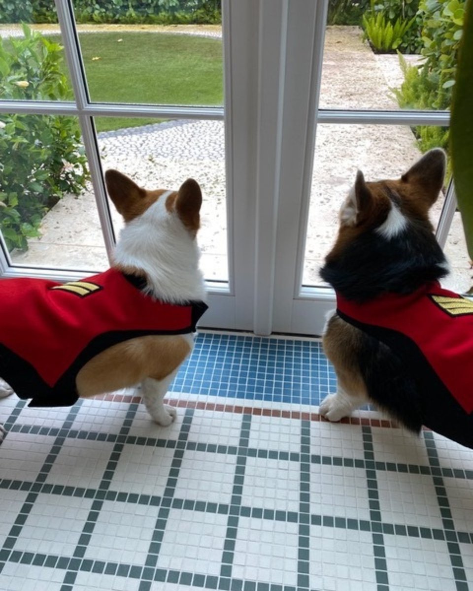 This #NationalPetDay, we could not resist sharing these adorable photos of corgis Cora and Finn in their smart matching <a href="/RHChelsea/">Royal Hospital Chelsea</a> coats 🐶 🐶! 

Share &amp; tag us in a pic of your pet with a FCW product by the end of April for a chance to win £25 to spend online 📸.