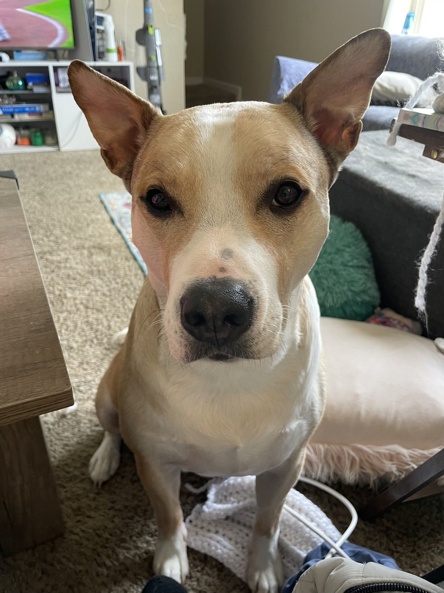 ItsReallyAllie's tweet photo. @DurhamBulls @DrJudyMorgan @RipkenTheBatDog This is Salvy, he loves baseball https://t.co/pV8wwiQ2Dt