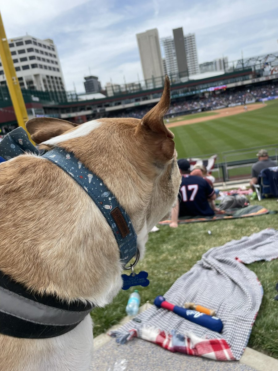 ItsReallyAllie's tweet photo. @DurhamBulls @DrJudyMorgan @RipkenTheBatDog This is Salvy, he loves baseball https://t.co/pV8wwiQ2Dt