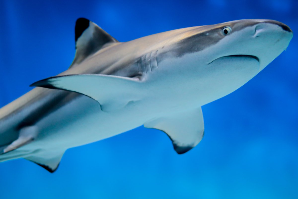 kei_varis's tweet photo. やっぱアクアワールドは素敵な水族館だよね🦈 https://t.co/ypbvvDH5Uz