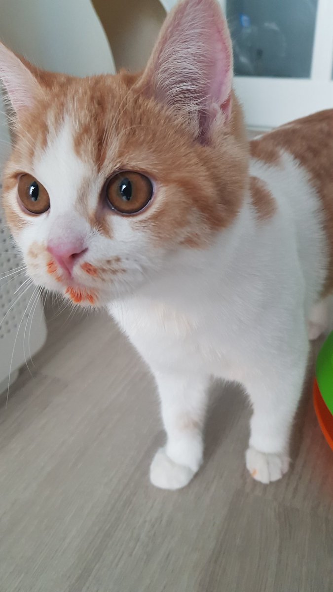 순대만 주세요 tweet media