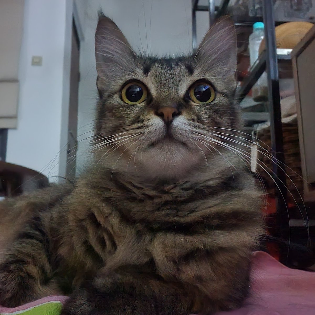 skincaredrawer's tweet photo. @kochengfs 😾👋 https://t.co/dMaI5FoHaM