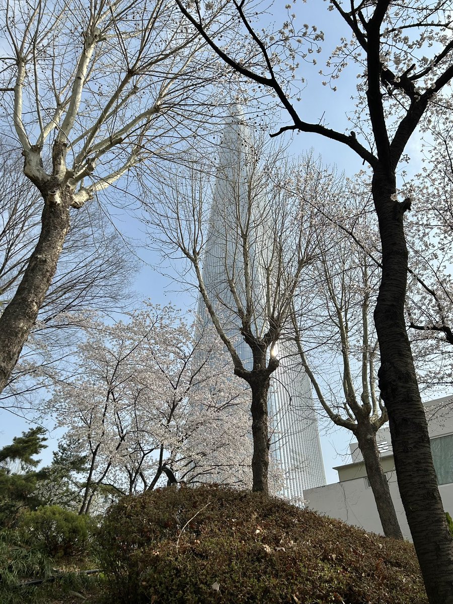 zaelfkyu's tweet photo. #アシアナ航空に乗って春旅へ
アシアナ航空で念願のソウルの桜を見に行ってきました🌸安全に運んでくれてありがとう😊✈️
石村湖の桜です🌸
※B賞 https://t.co/h80CDNUrpy