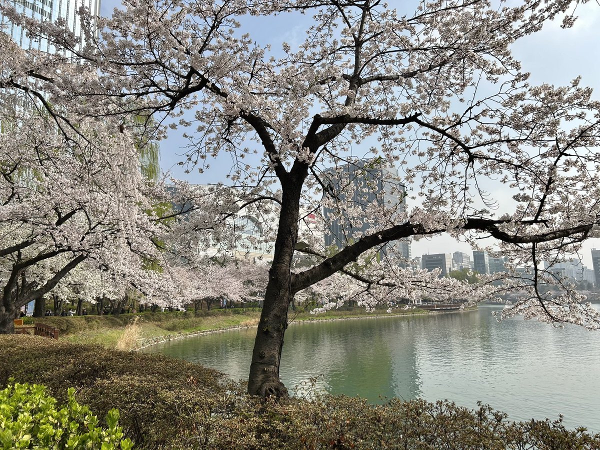 zaelfkyu's tweet photo. #アシアナ航空に乗って春旅へ
アシアナ航空で念願のソウルの桜を見に行ってきました🌸安全に運んでくれてありがとう😊✈️
石村湖の桜です🌸
※B賞 https://t.co/h80CDNUrpy
