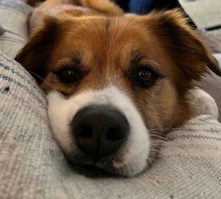 EvansStanFan's tweet photo. Happy #NationalPetDay to everyone's favourite dogs Dodger, Zeus and Apollo! 😍🥰🧡🐶🐕

#chrisevans #sebastianstan #steverogers #captainamerica #buckybarnes #wintersoldier #marvel #lloydhansen #thegrayman #stevekemp #freshmovie #arilevinson #dogsoftwitter #puppiesoftwitter https://t.co/UEB9vl90MK