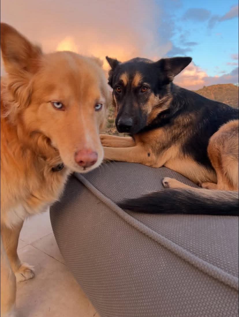 EvansStanFan's tweet photo. Happy #NationalPetDay to everyone's favourite dogs Dodger, Zeus and Apollo! 😍🥰🧡🐶🐕

#chrisevans #sebastianstan #steverogers #captainamerica #buckybarnes #wintersoldier #marvel #lloydhansen #thegrayman #stevekemp #freshmovie #arilevinson #dogsoftwitter #puppiesoftwitter https://t.co/UEB9vl90MK