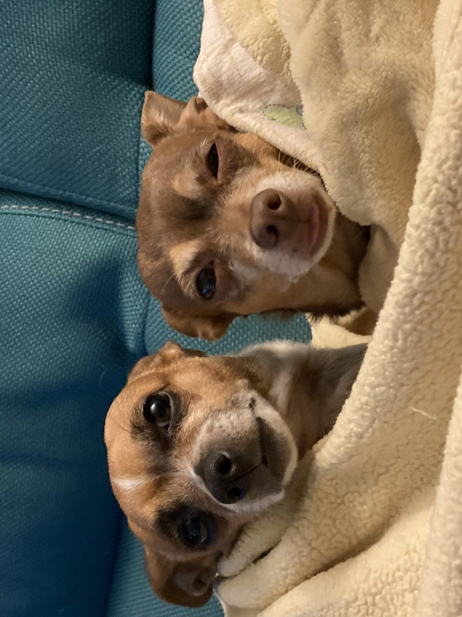 Michelle_BB's tweet photo. @jk_rowling No… these two are the best girls in the world … https://t.co/mZUVZHEP1B