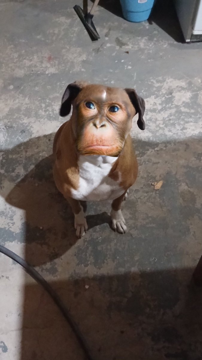 primateluvr's tweet photo. If this blessed animal started barking at you, what would you do? https://t.co/o8liC3o2Ct