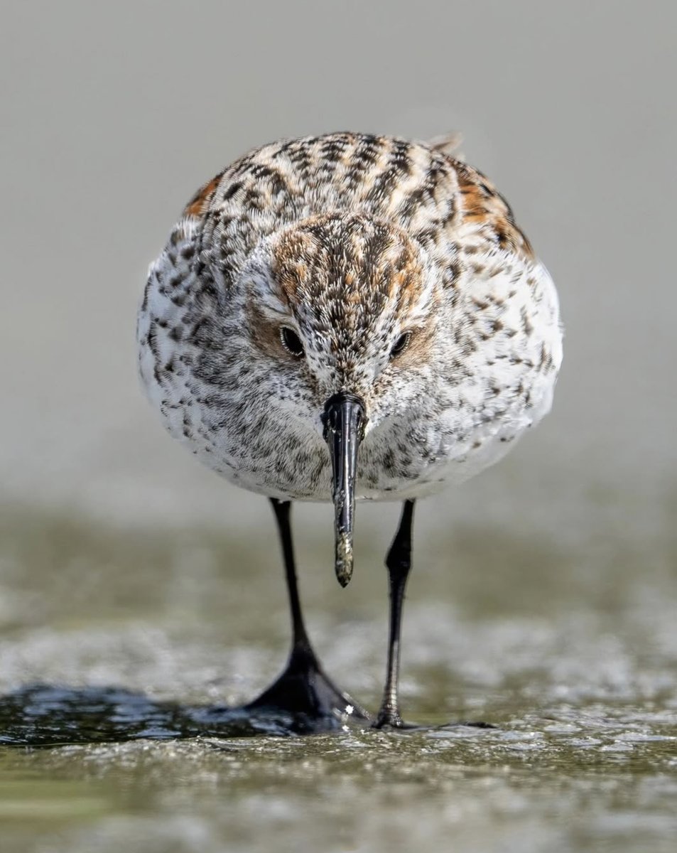 This is a fantastic video, it's about the relatively recent &amp; vital discovery of the importance of biofilm, that green slime on the surface of mudflats

Western Sandpiper  © Jared VanderMeer Wildlife Photography
 #inspired by #waders #shorebirds <a href="/CBC/">CBC</a> 

youtube.com/watch?v=lMo0Yi…