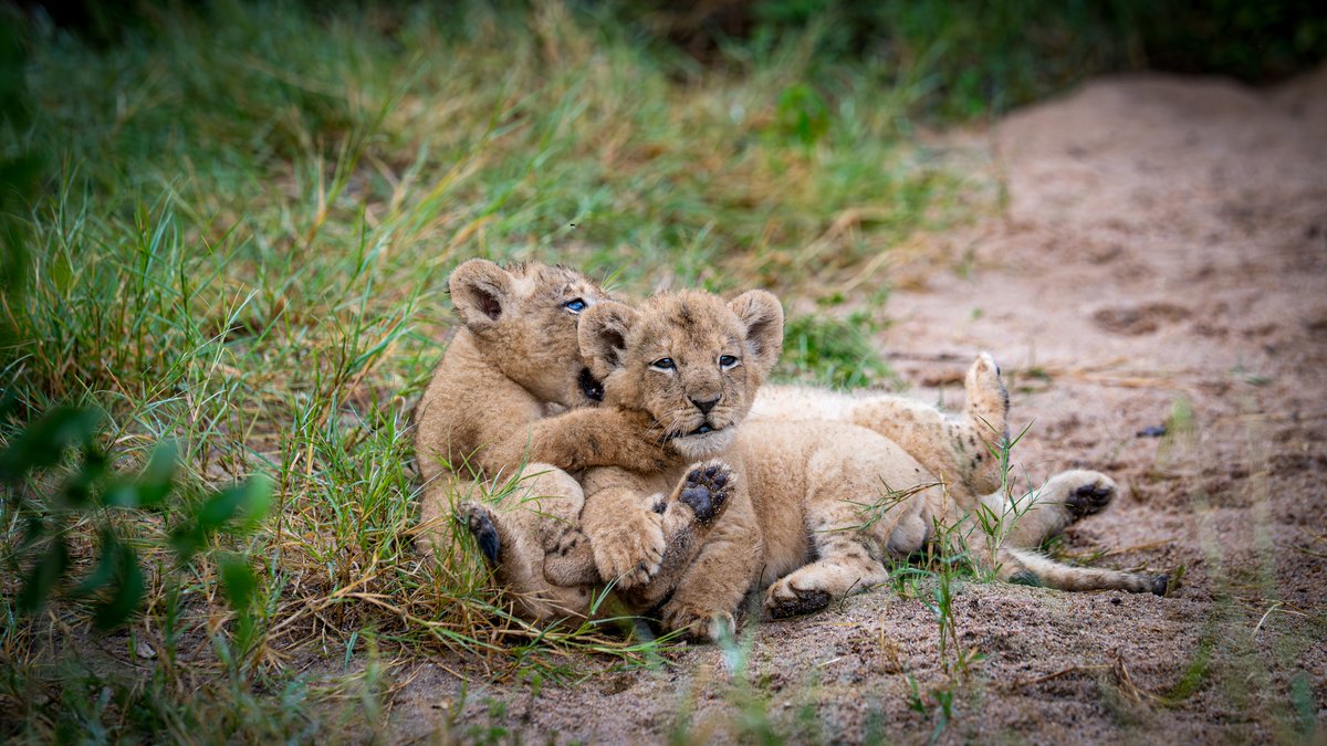 londolozi's tweet photo. The Kambula lion cubs are full of mischief - pouncing, tumbling, and testing each otherโs patience in the most adorable ways:
https://t.co/RvJeTx73Df
#londolozi #thelondolozieffect #relais ##wildlifeblog #luxurysafari #safari #lion #lioncubs #babyanimals #kambulapride https://t.co/0OUfxkIexC