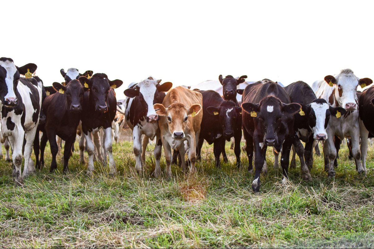 kerzoven's tweet photo. 🐄 Did you know cows form friendships and get stressed when separated? ❤️ In Of Life and Land, cows stick together as a herd, relying on each other https://t.co/hbTUBXNNs8