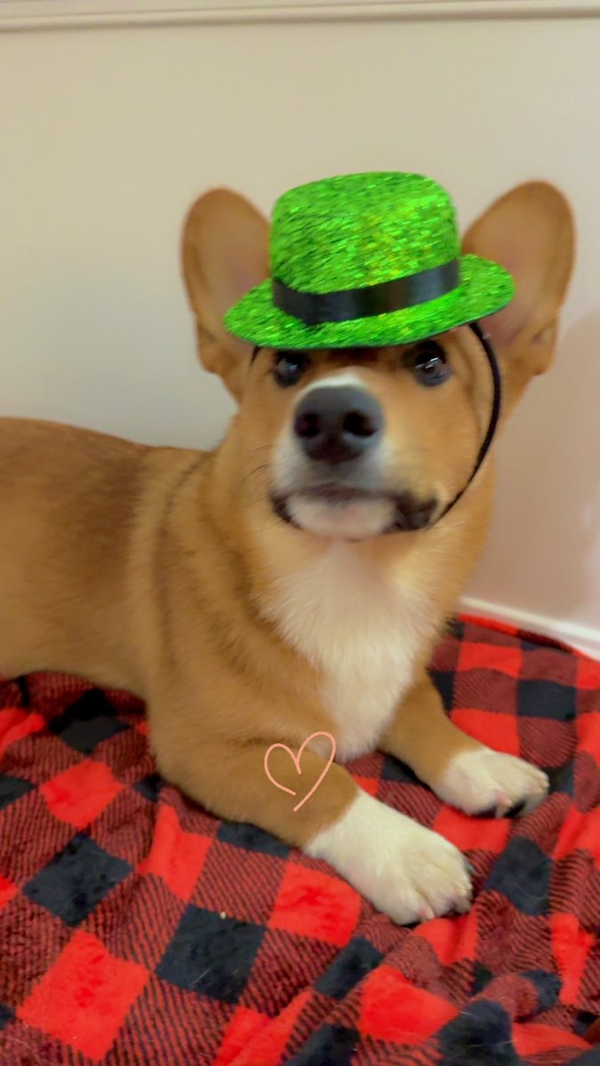lvmely's tweet photo. #NationalPetDay  #GoodDayDC #nuggetthecorgi  @fox5dc https://t.co/L51xH2RkmO