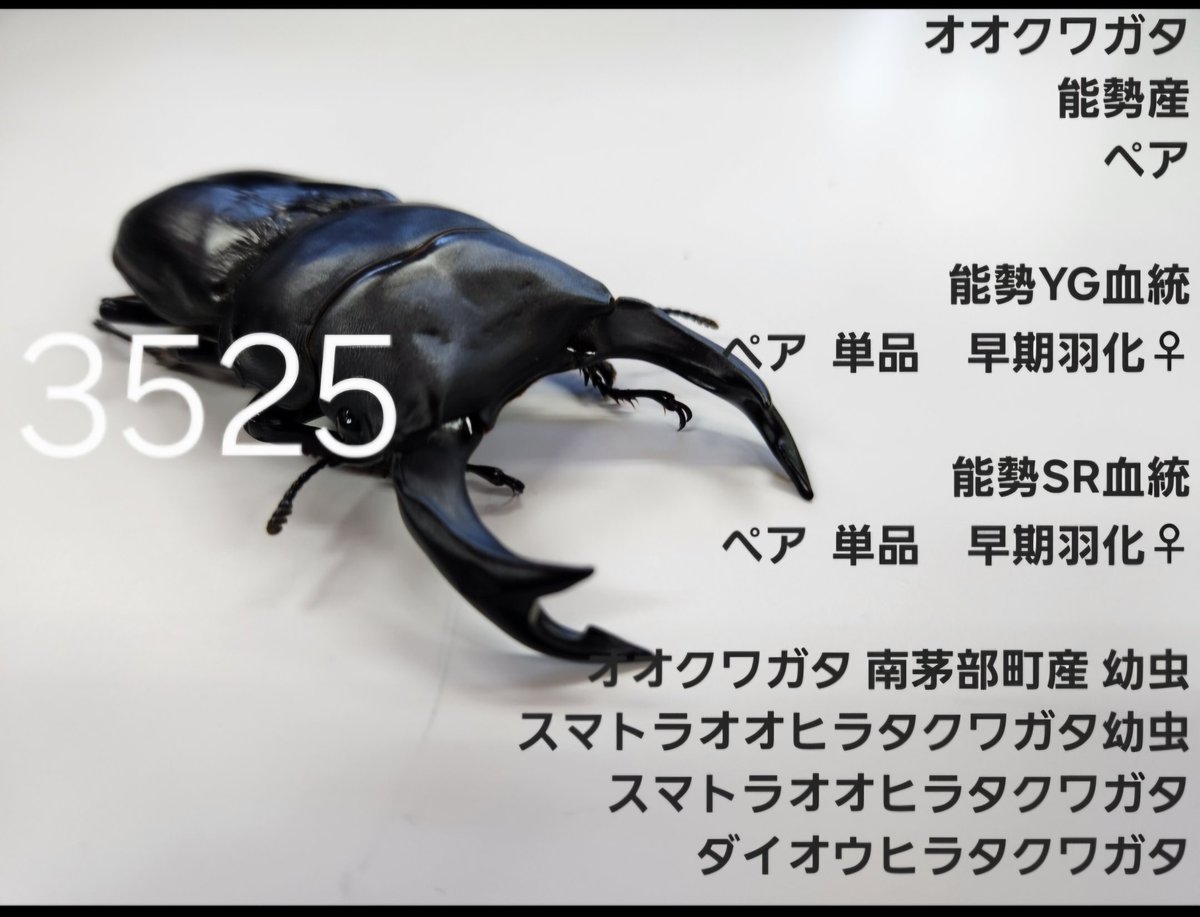 能勢産YG大型血統！幼虫菌糸プリンカップ入り五頭！ 国産オオクワガタ 