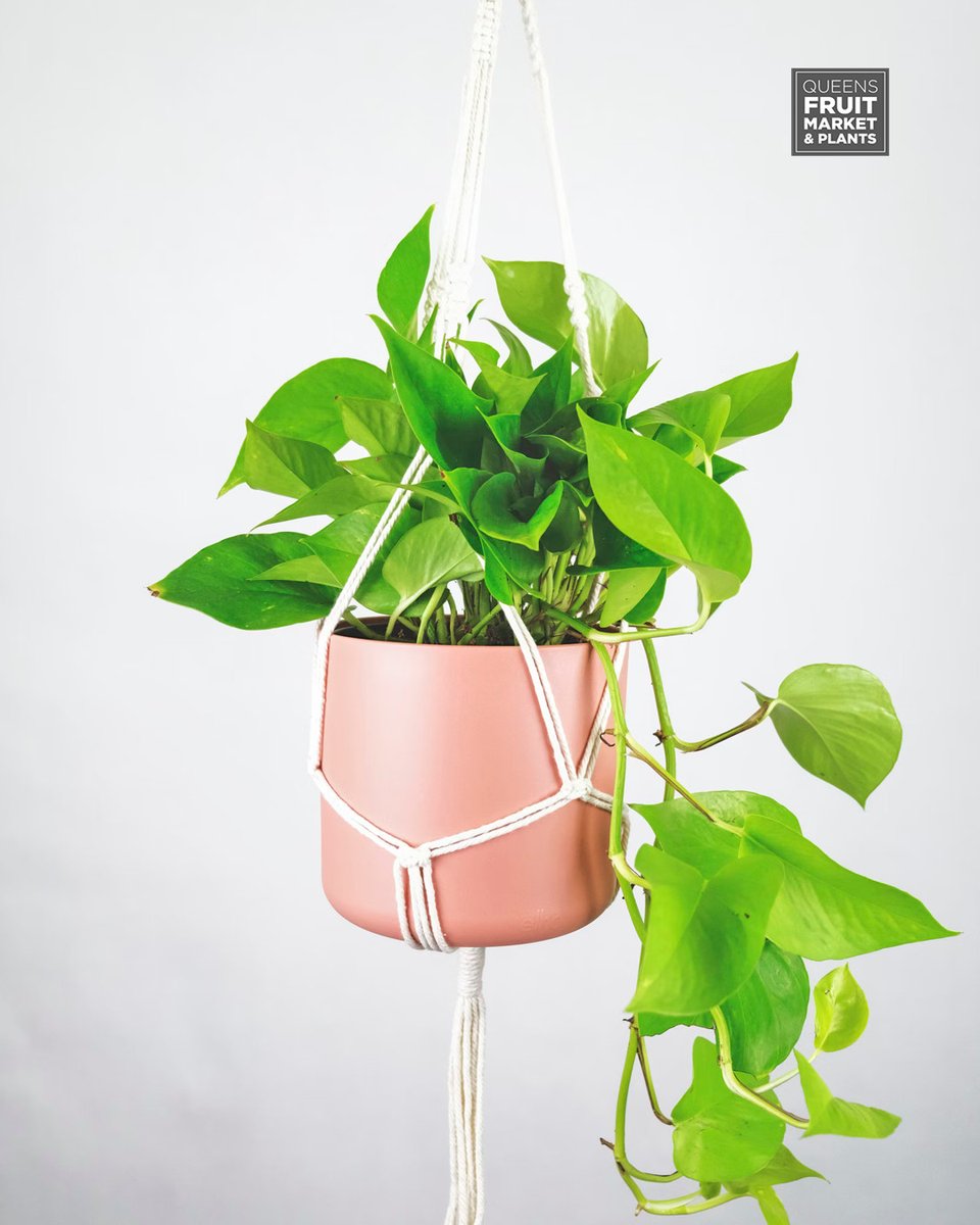 annie__plants's tweet photo. Looking to add some plant decor to a low-light room?

We have tons to choose from both on our website and in-store, so check them out and get the plant you’ve been looking for!
–
564 Queen St W | #Toronto #YYZ https://t.co/aIV7UBI9nb