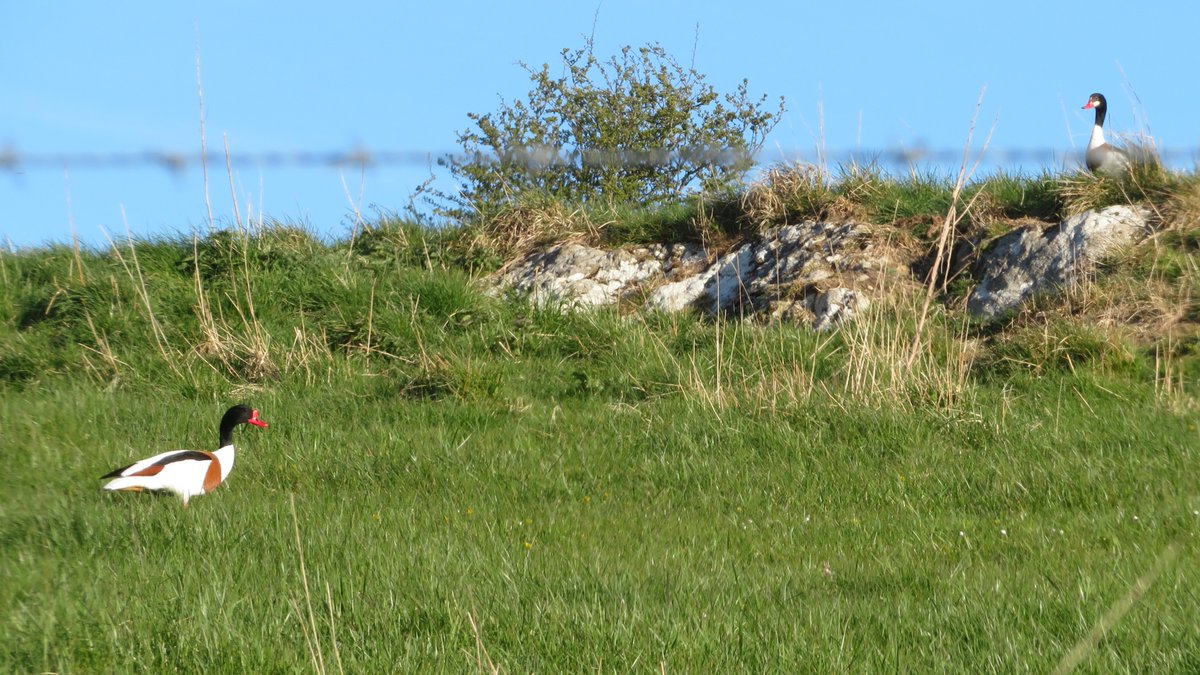 This morning's visit to a West Dorset coastal strip revealed it was alive with Willow Warblers, Chiffchaffs and my first Sedge Warblers &amp; Whitethroats of the year. 3 Wheatears lingering but just two Swallows through. Plus two Shelduck halfway up a hill. <a href="/DorsetBirdClub/">Dorset Bird Club</a>