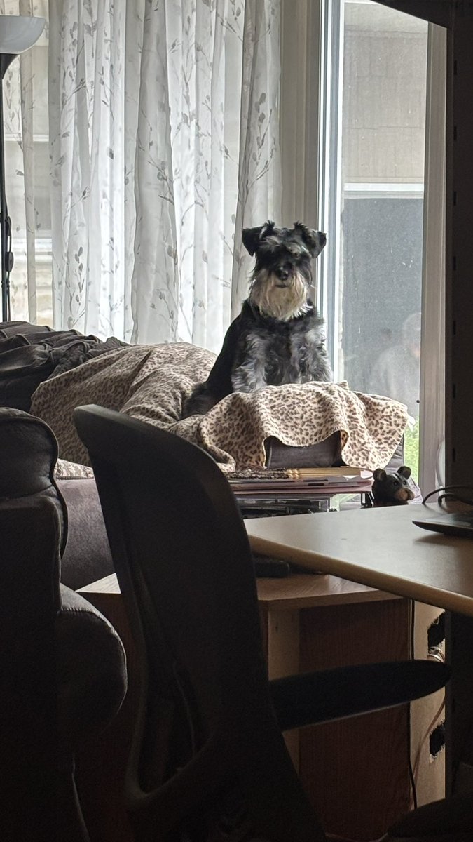 Happy Friday, gang … 
I’m watching my mama … working, not so fun. She should be petting me 🤪🤣🤣🐶🐾🐾

#SchnauzerGang 
#FridayFeeling 
#Raining