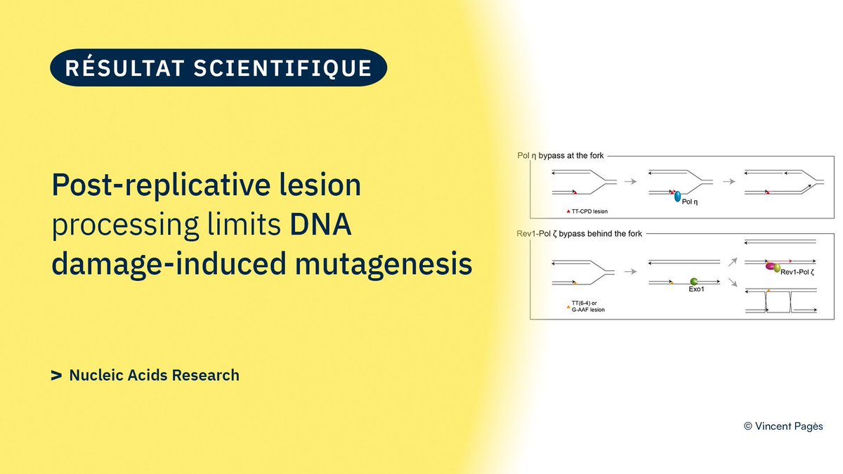 CNRS Biologie (@cnrsbiologie) on Twitter photo #ResultatScientifique 🔎| Découvrez la dernière publication de Vincent Pagès et ses collaborateurs ⤵️
🤝 <a href="/CNRS/">CNRS 🌍</a> <a href="/CNRS_dr12/">CNRS Provence et Corse</a> <a href="/crcm_marseille/">CRCM - Cancer Research Centre of Marseille</a> @Pages_lab
📕 <a href="/NAR_Open/">Nucleic Acids Res</a> | buff.ly/dmZPFD3 #ResultatScientifique 🔎| Découvrez la dernière publication de Vincent Pagès et ses collaborateurs ⤵️
🤝 <a href="/CNRS/">CNRS 🌍</a> <a href="/CNRS_dr12/">CNRS Provence et Corse</a> <a href="/crcm_marseille/">CRCM - Cancer Research Centre of Marseille</a> @Pages_lab
📕 <a href="/NAR_Open/">Nucleic Acids Res</a> | buff.ly/dmZPFD3