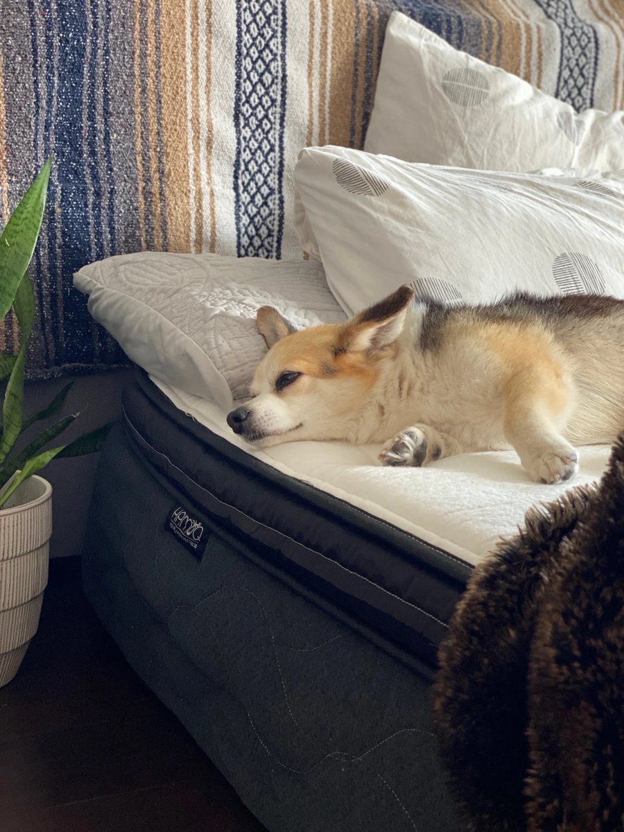 It’s National Pet Day! We can’t get enough of these fluff balls living their best lives (usually on the comfiest spot in the house). 🐾

#madeincanada #hamuq #hamuqsleep #hamuqmattress #canada #canadian #sleep #mattressinabox #hybridmattress #nationalpetday