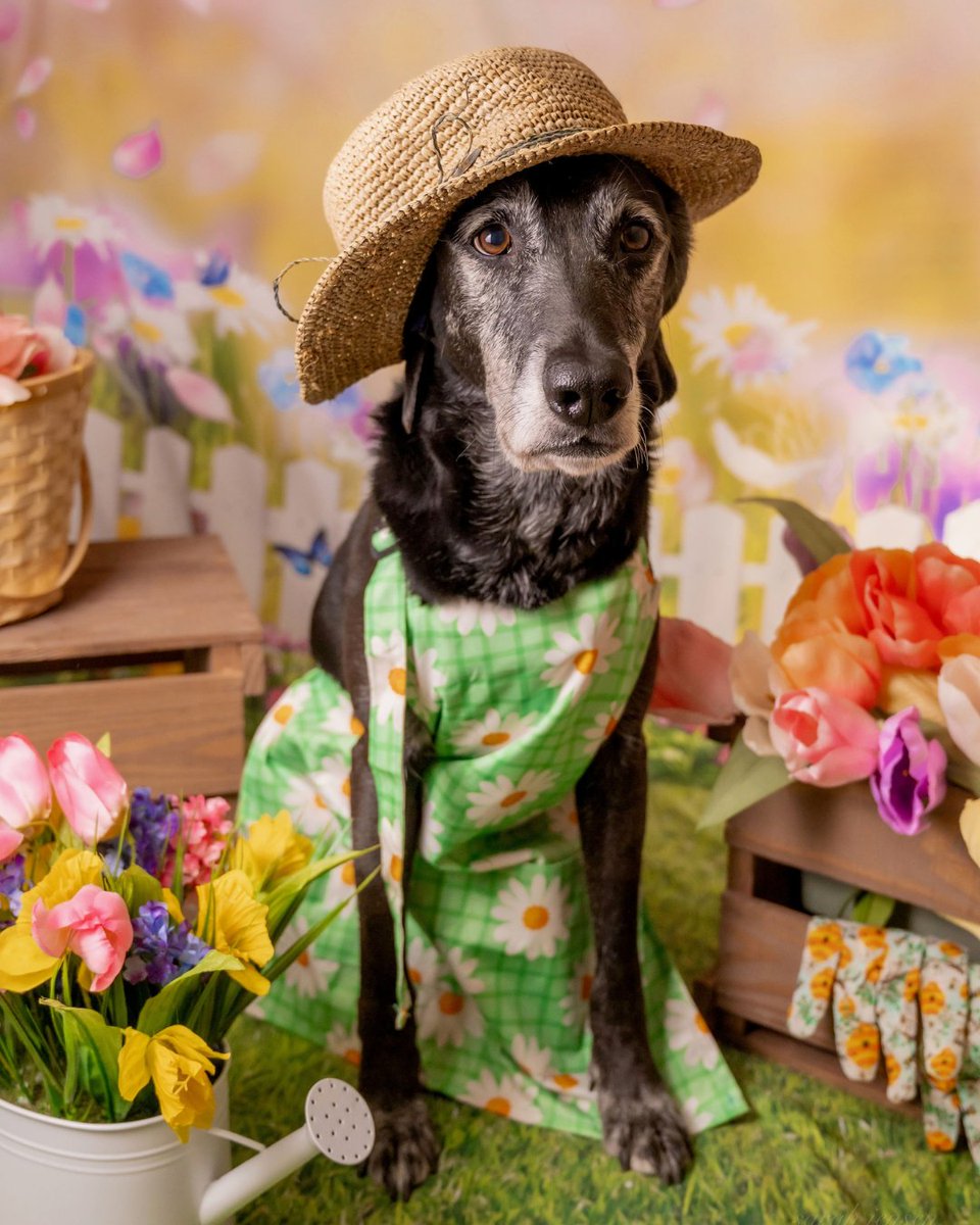 Today, we’re celebrating all of our incredible companions—whether they bark, quack, crawl, or purr! Share a photo of your loveable animal in the comments. We’d love to see them! 🐾

#pls #professionallightingservices #nationalpetday #petlove