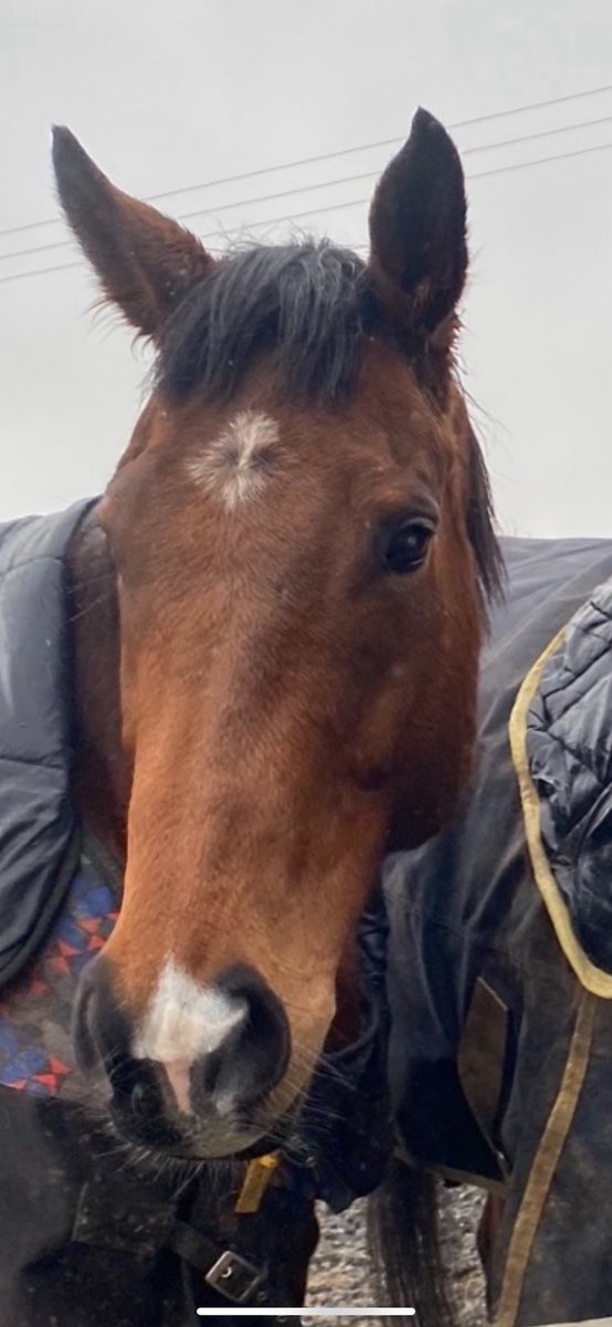 BrHeggs's tweet image. Happy 10th birthday to my special boy 8 years he’s been a big part of my life love him to bits #atty🐴