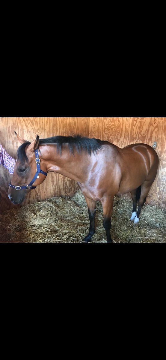 BrHeggs's tweet image. Happy 10th birthday to my special boy 8 years he’s been a big part of my life love him to bits #atty🐴