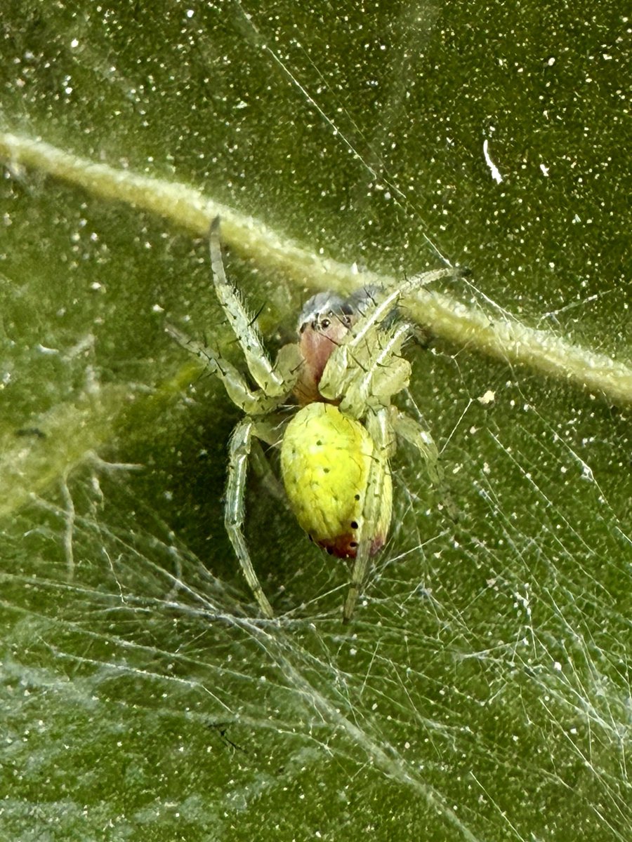 Found this little guy in the garden
