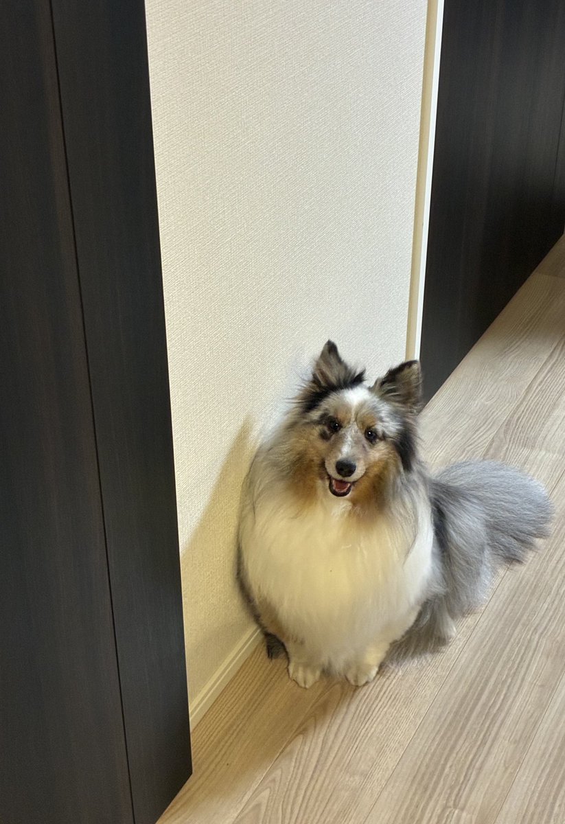 ButterTtttn's tweet photo. シェルティ、賢さと鈍臭さが7:3くらいで共存してて最高に良い
これはドアが開く導線上にいることで毎晩ひかれる我が家のシェルティです https://t.co/W3VfIZsSBu