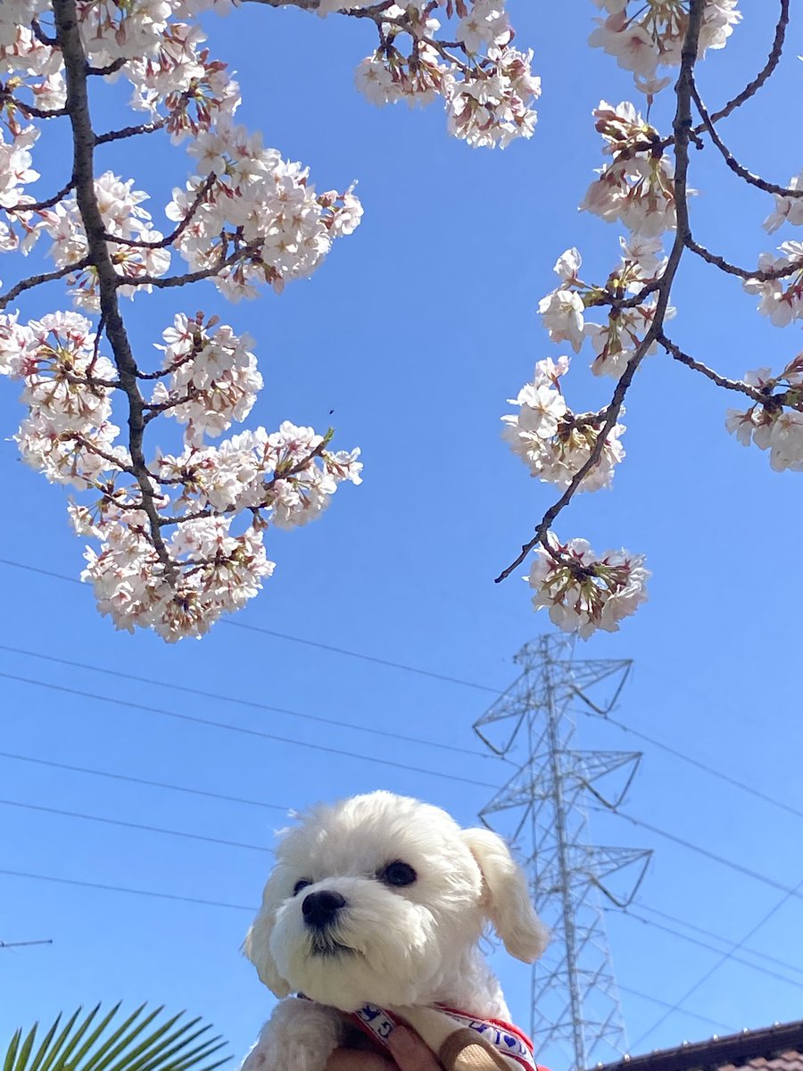 K_ngsr's tweet photo. 桜とマルチーズ https://t.co/xfQ0iV9mBH