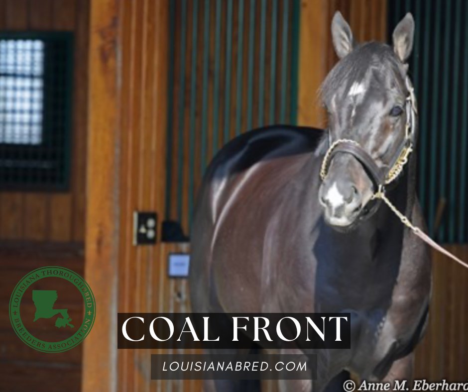 louisianabred's tweet photo. π₯ COAL FRONT is delivering at stud! π₯
π₯ 4 Stakes Winners in 2024
π° $1.75M+ in 2024 earnings
π Sire of Haulin Ice ($360K), Xtreme Diva ($308K), Good and Stout ($184K) & more!
Now standing for $2,000 LF at Red River Farms!π (318) 932-5884
#StallionPower #LouisianaSires https://t.co/jjnIZqvwxL