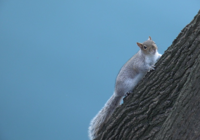 Network Nazionale della Biodiversità (@networknnb) on Twitter photo City Nature Challenge 2025, <a href="/ISPRA_Press/">ISPRA - Ist. Sup. Protezione e Ricerca Ambientale</a> promuove attività di #CitizenScience a Roma e a Torino
Domenica 27 aprile, presso il parco del Valentino di #Torino si terrà “#Mammiferi fuori posto: invasioni biologiche e #biodiversità urbana”.
Info e iscrizioni bit.ly/42mb7Zf City Nature Challenge 2025, <a href="/ISPRA_Press/">ISPRA - Ist. Sup. Protezione e Ricerca Ambientale</a> promuove attività di #CitizenScience a Roma e a Torino
Domenica 27 aprile, presso il parco del Valentino di #Torino si terrà “#Mammiferi fuori posto: invasioni biologiche e #biodiversità urbana”.
Info e iscrizioni bit.ly/42mb7Zf