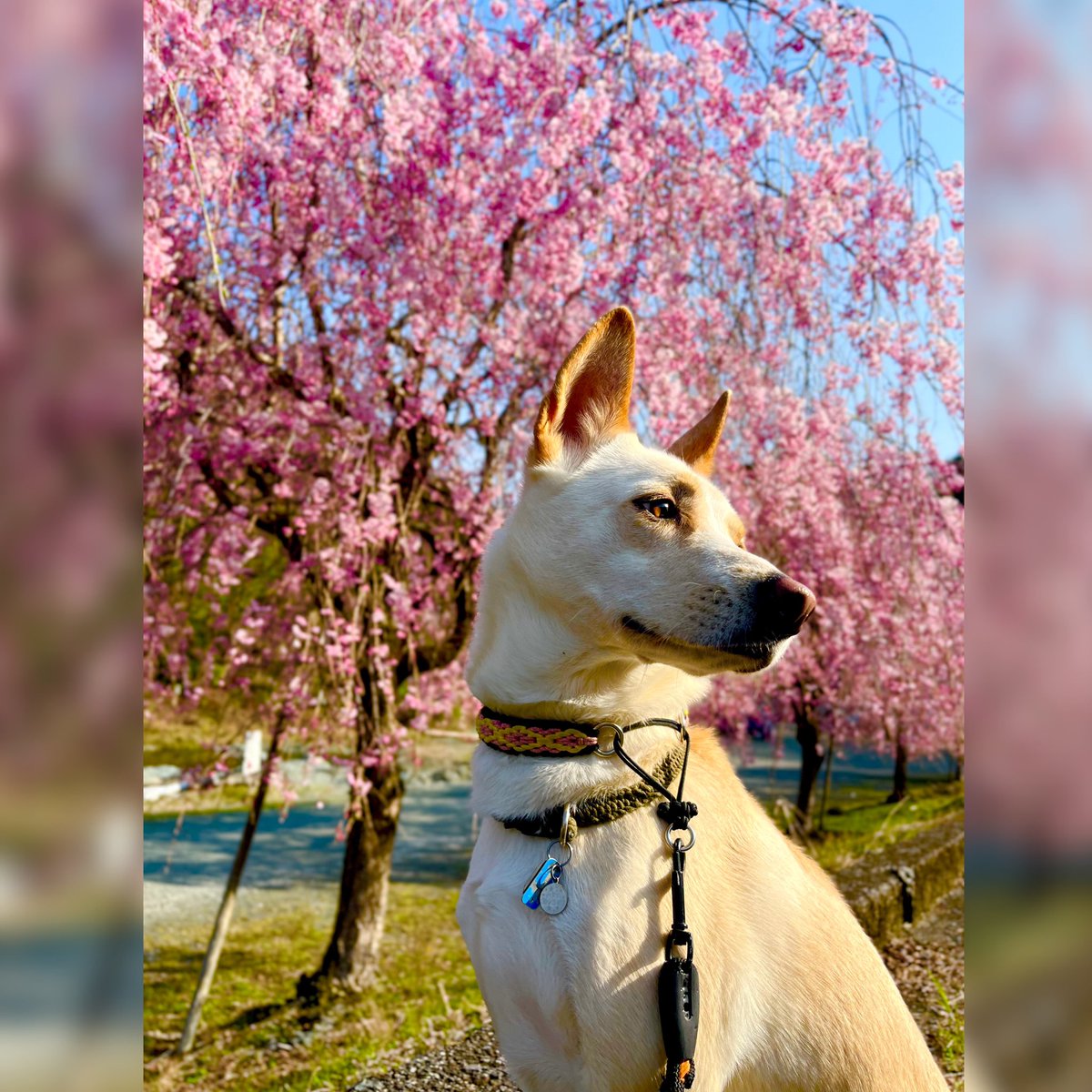 yadogrun's tweet photo. 桜が満開です🌸 https://t.co/Yr8HaSjNTA