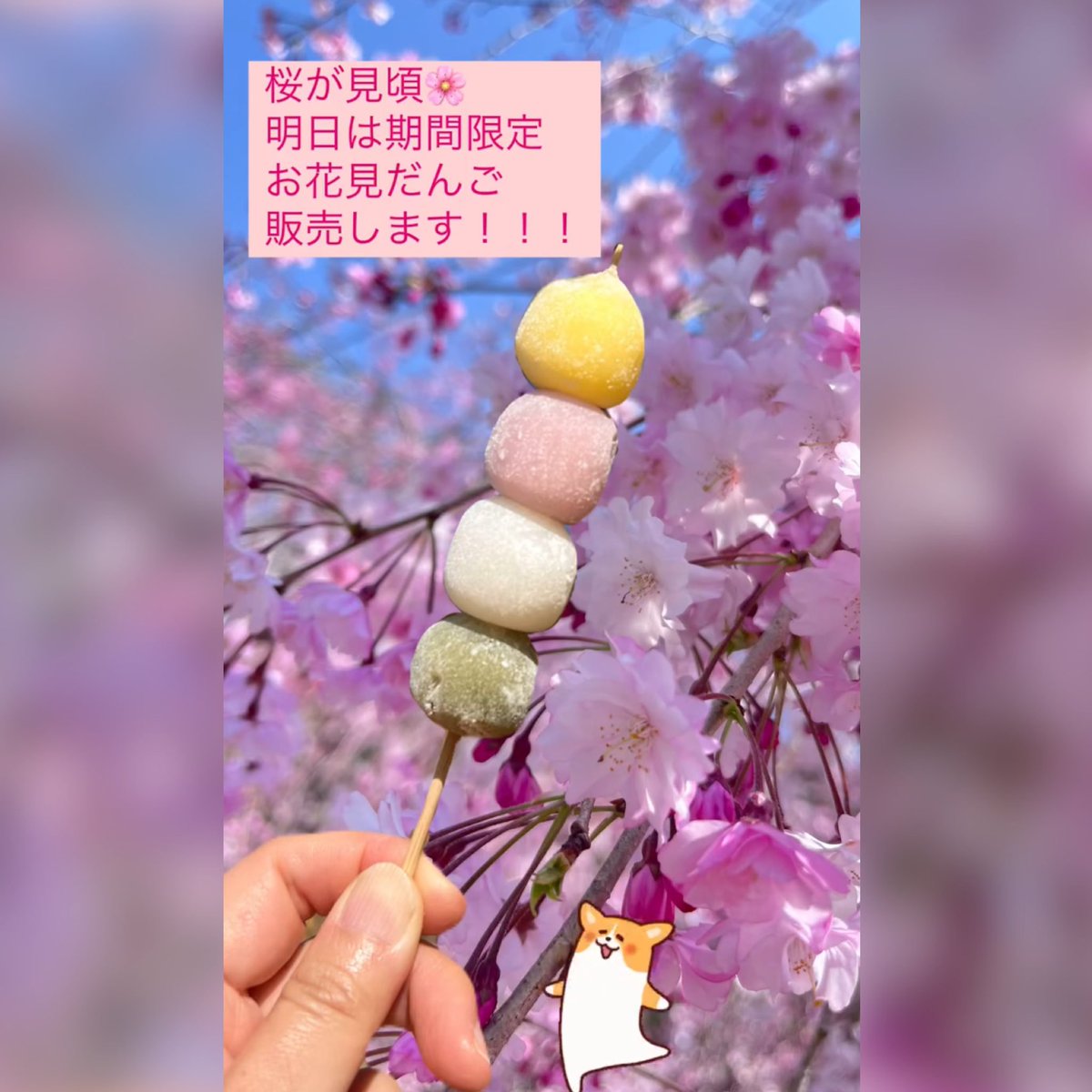 yadogrun's tweet photo. 桜が満開です🌸 https://t.co/Yr8HaSjNTA