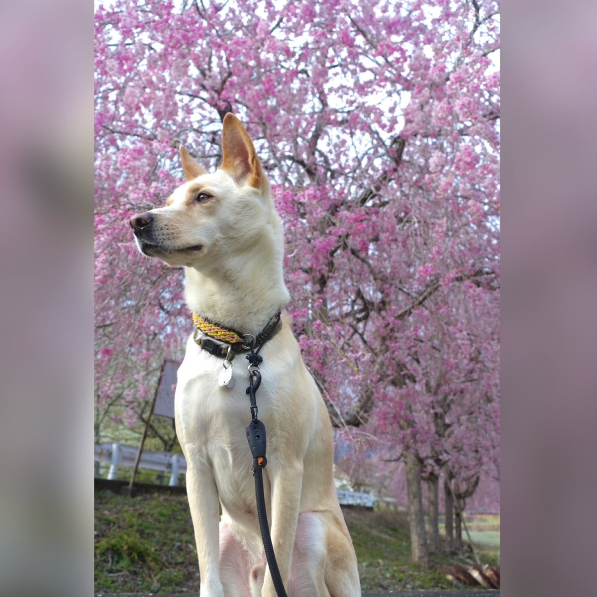 yadogrun's tweet photo. 桜が満開です🌸 https://t.co/Yr8HaSjNTA
