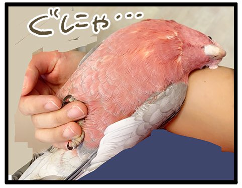 嫉妬深いぞ!モモイロインコちゃん(ぐにゃぐにゃ)🍑

2063 #えるポピの絵日記かくところ 