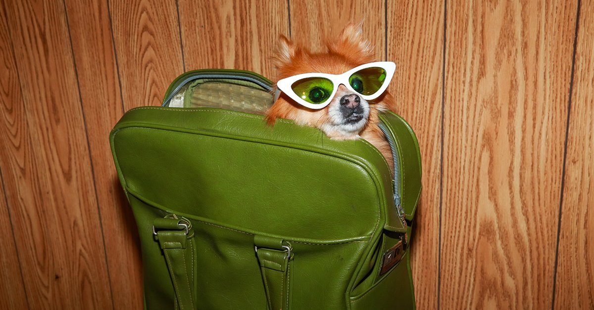 Happy National Pet Day! As if you need an excuse to share pics of your dog on the internet …

🐶 If you plan to travel with your pet, make sure you understand all local rules and restrictions at your destination. You may also need a health certificate on certain airlines.